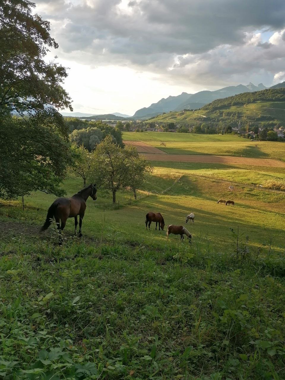 Paysage du Chablais vaudois